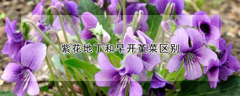 紫花地丁和早開堇菜區(qū)別