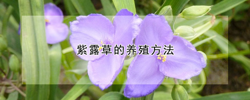 紫露草的養(yǎng)殖方法