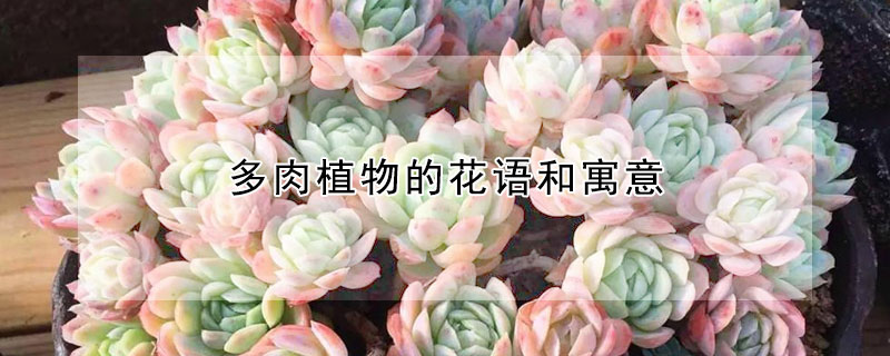 多肉植物的花語和寓意