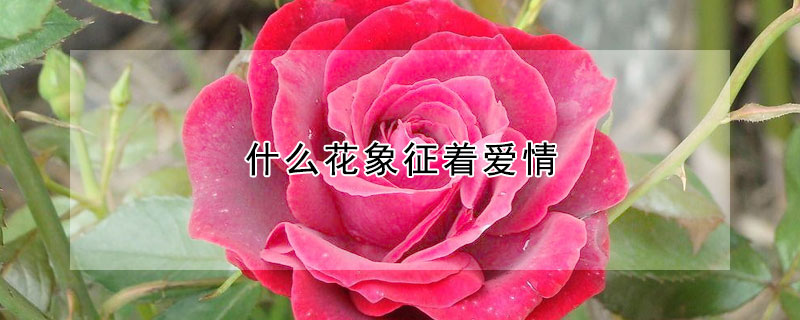 什么花象征著愛情