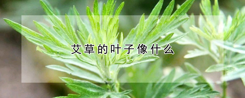 艾草的葉子像什么