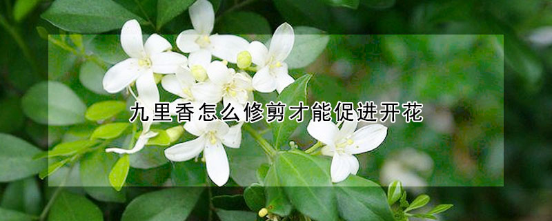 九里香怎么修剪才能促進開花