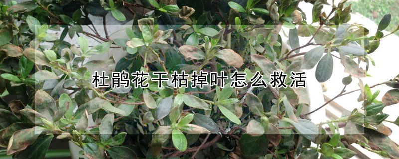 杜鵑花干枯掉葉怎么救活