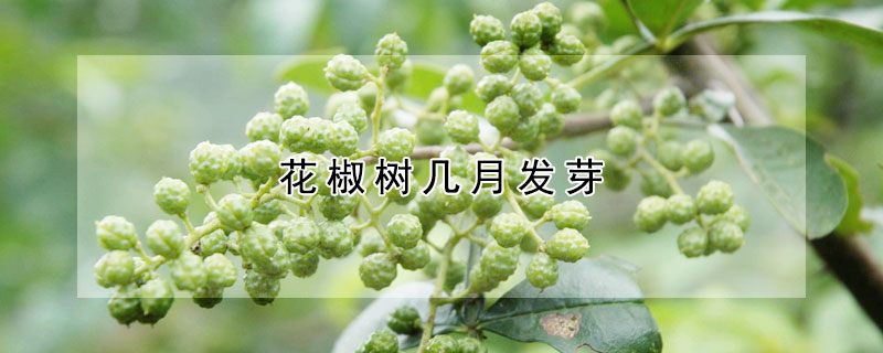 花椒樹幾月發芽