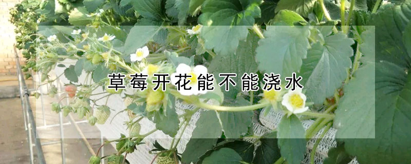 草莓開花能不能澆水