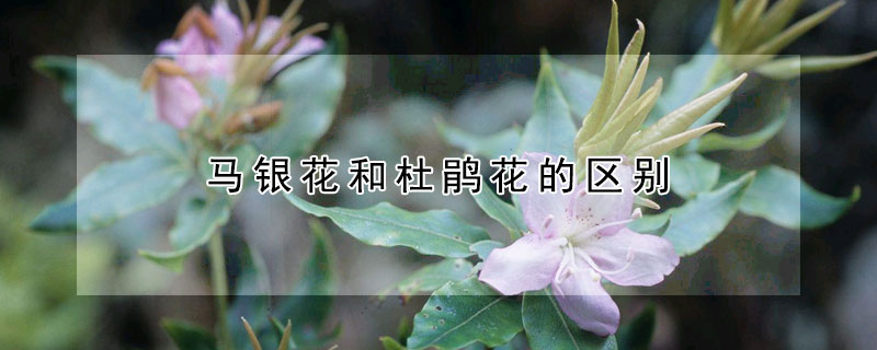 馬銀花和杜鵑花的區(qū)別