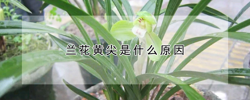 蘭花黃尖是什么原因