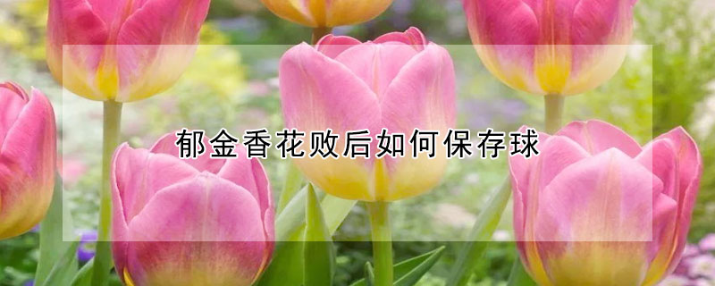 郁金香花敗后如何保存球