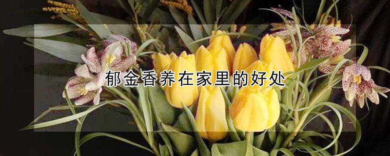 郁金香養(yǎng)在家里的好處