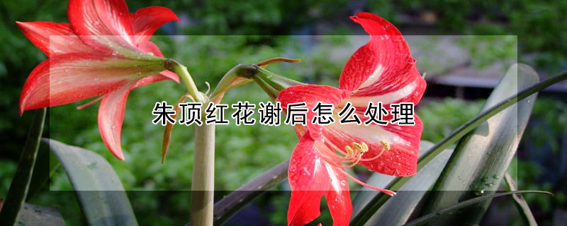 朱頂紅花謝后怎么處理