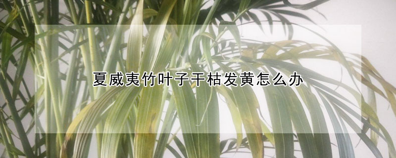 夏威夷竹葉子干枯發(fā)黃怎么辦