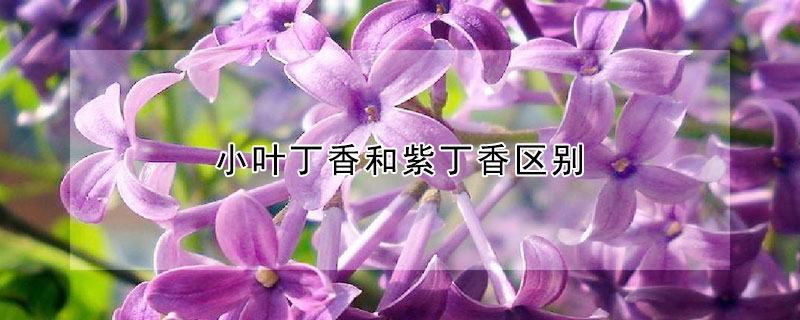 小葉丁香和紫丁香區(qū)別