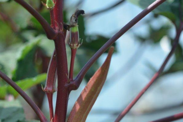 秋葵種植方法