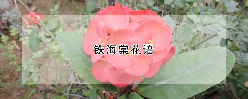 鐵海棠花語