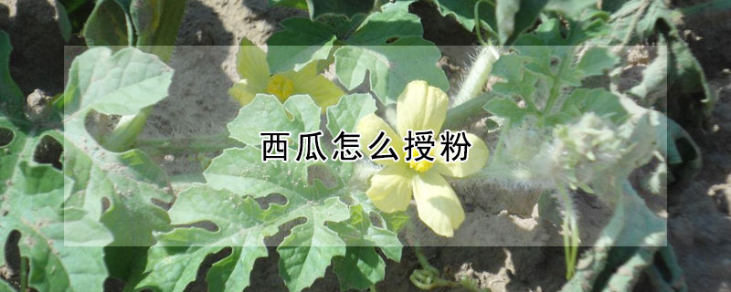 西瓜怎么授粉