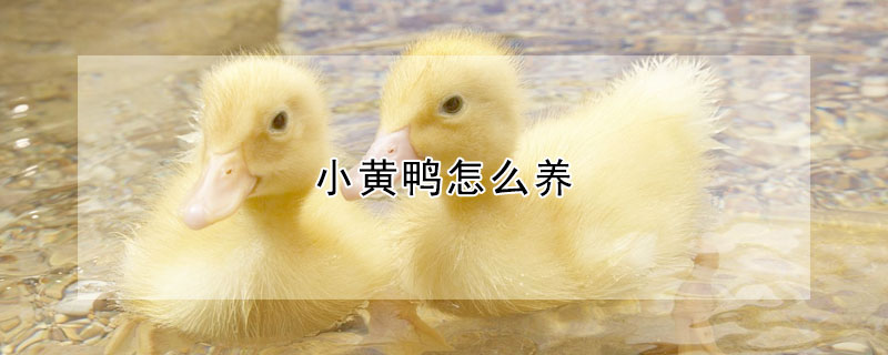 小黃鴨怎么養(yǎng)