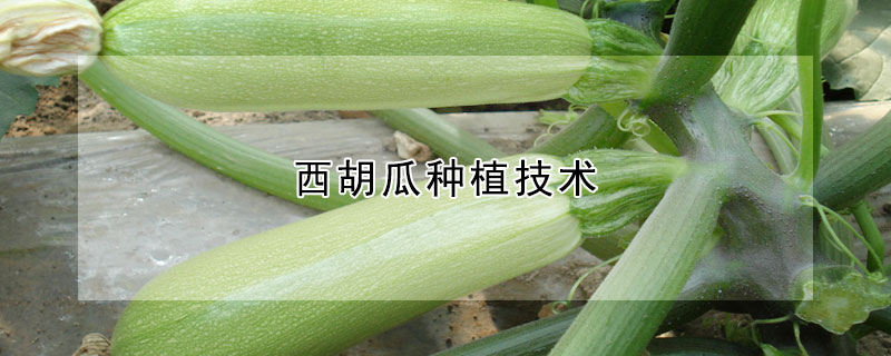 西胡瓜種植技術