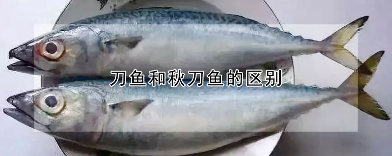 刀魚和秋刀魚的區(qū)別