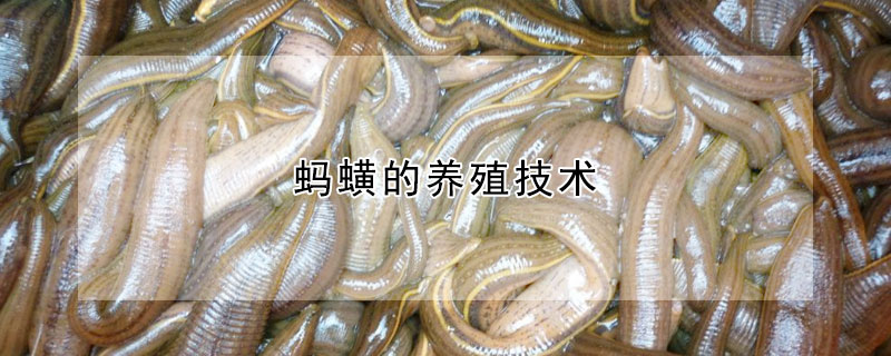 螞蟥的養殖技術