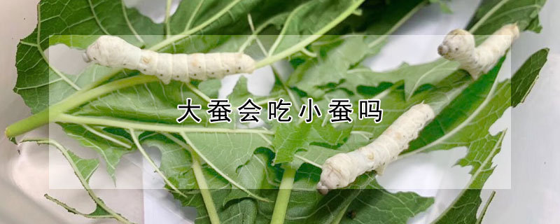 大蠶會吃小蠶嗎