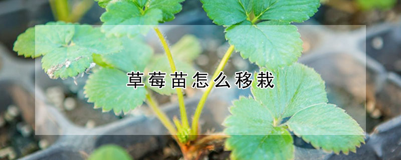 草莓苗怎么移栽