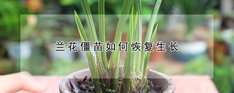 蘭花僵苗如何恢復(fù)生長