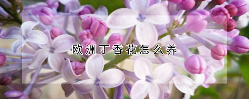 歐洲丁香花怎么養(yǎng)