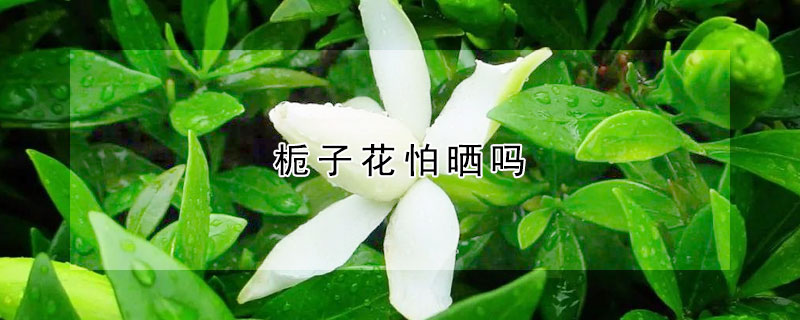 梔子花怕曬嗎