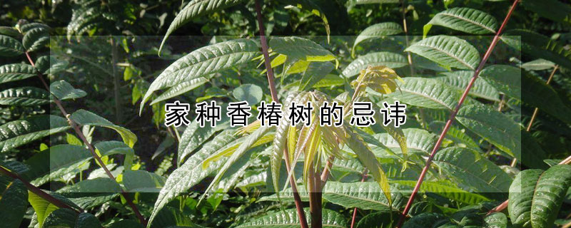 家種香椿樹的忌諱