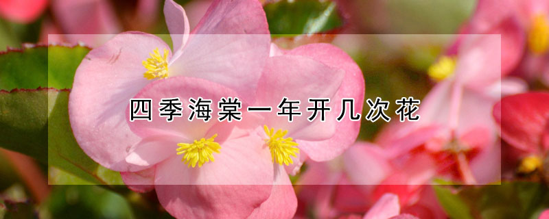 四季海棠一年開(kāi)幾次花