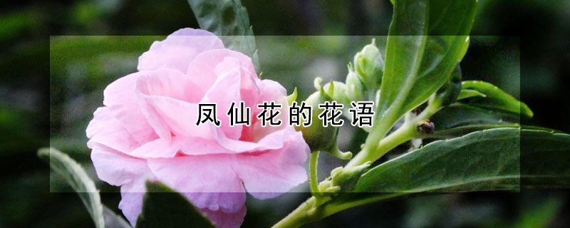 鳳仙花的花語