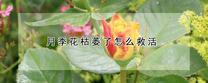 月季花枯萎了怎么救活