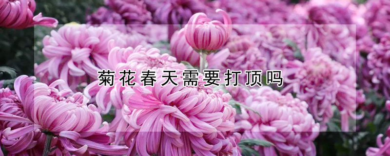 菊花春天需要打頂嗎