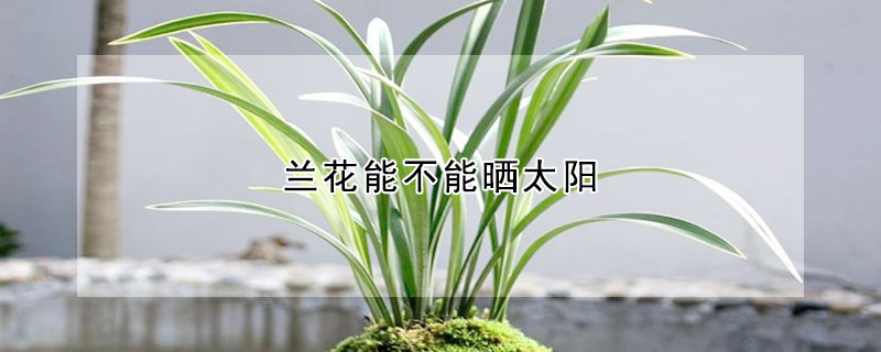 蘭花能不能曬太陽