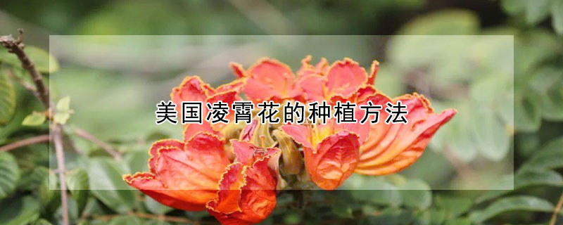 美國(guó)凌霄花的種植方法