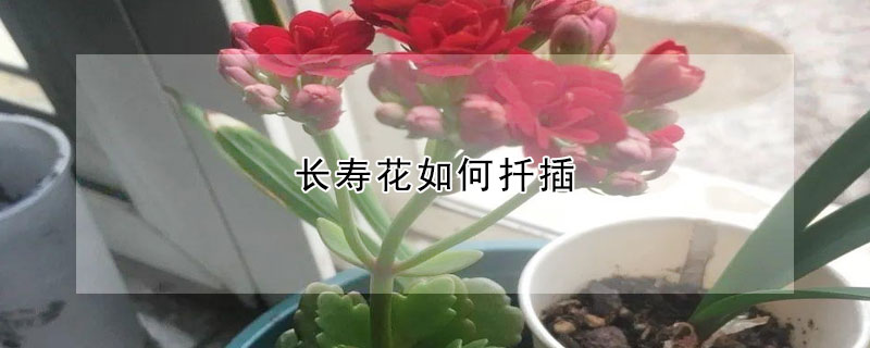 長壽花如何扦插