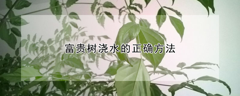 富貴樹澆水的正確方法