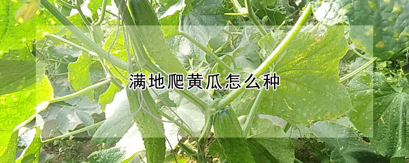 滿地爬黃瓜怎么種