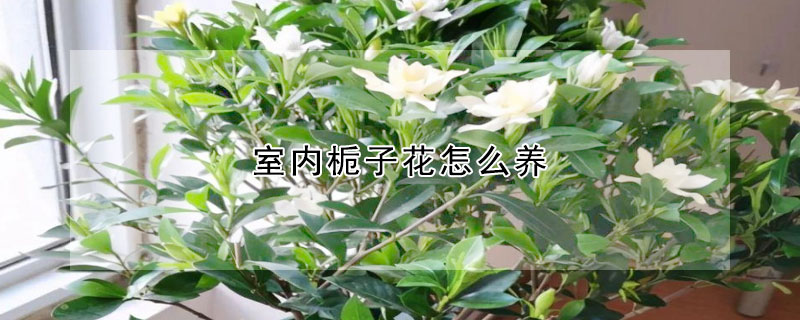 室內梔子花怎么養