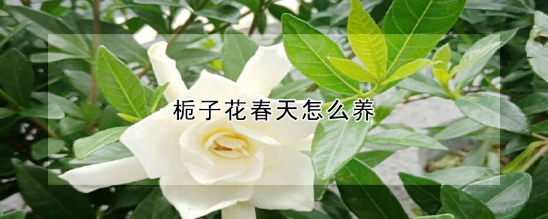 梔子花春天怎么養(yǎng)