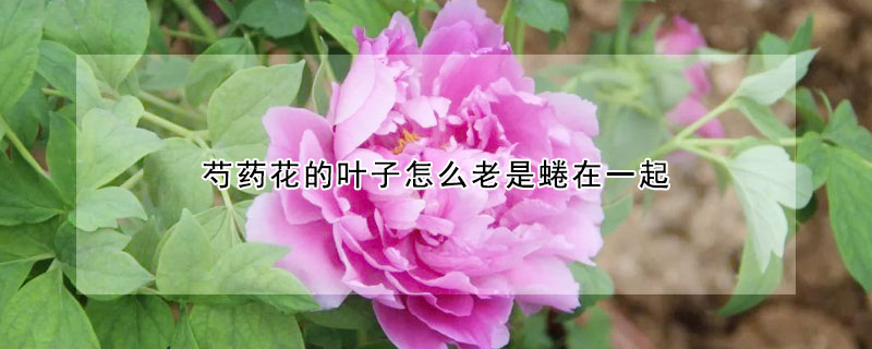 芍藥花的葉子怎么老是蜷在一起