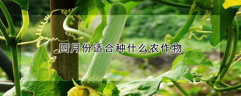 四月份適合種什么農(nóng)作物