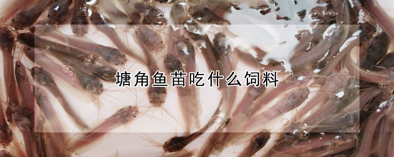 塘角魚苗吃什么飼料