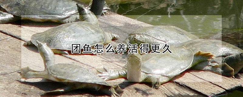 團魚怎么養活得更久