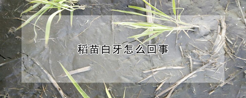 稻苗白牙怎么回事