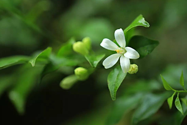 七里香花的養殖方法