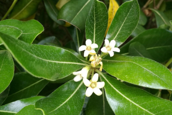 七里香花的養殖方法