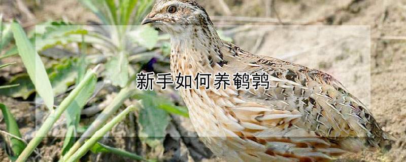 新手如何養鵪鶉