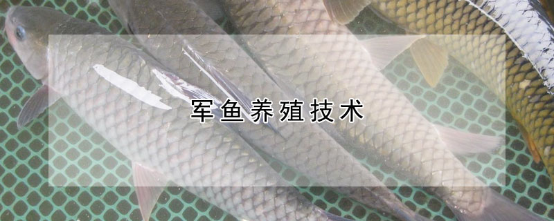 軍魚養(yǎng)殖技術(shù)