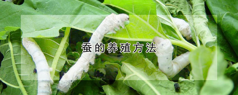 蠶的養(yǎng)殖方法